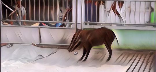 Heboh Ada Babi Liar Masuk ke Rumah, Eh Malah Sibuk Keliling