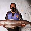 Mangut Ikan Manyung Khas Pantura Sebenarnya Menggunakan Ikan Apa?