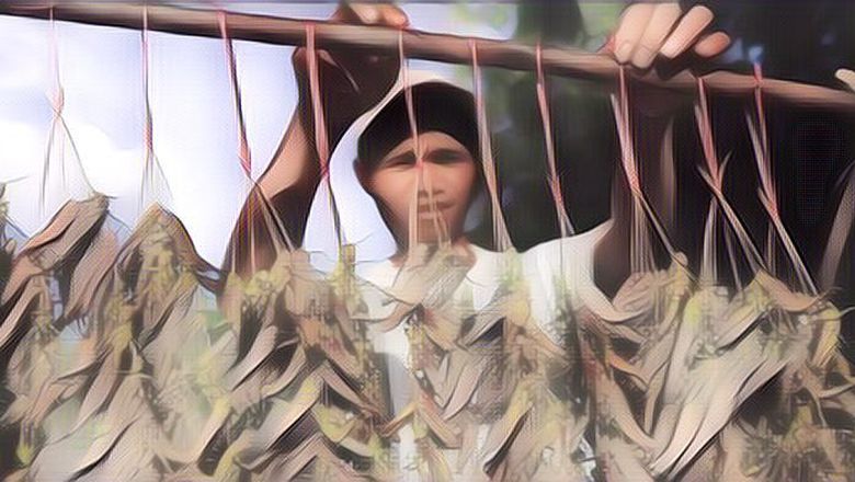 Siapa Sangka, Belalang Goreng (Chapuline) Ternyata Punya Banyak Nutrisi dan Manfaat untuk Kesehatan