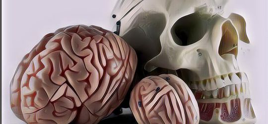 Benarkah Semakin Besar Otak Semakin Cerdas Manusia? Berikut Penjelasan Ahli!