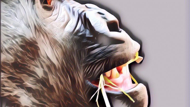 Tonton Nih Aksi Hewan Lucu... Jaminan Ngakak dan Anti-Bete Deh