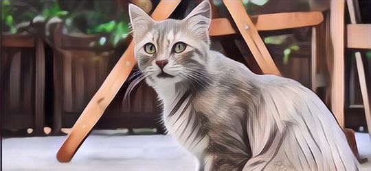 Sering Dipelihara, Terungkap 5 Fakta Tentang Kucing yang Jarang Diketahui Manusia