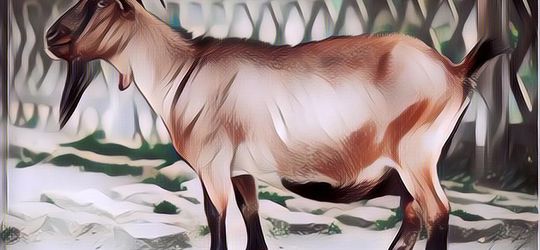 Resep Semur Daging Kambing Tanpa Santan, Tetap Enak dan Sehat saat Idul Adha