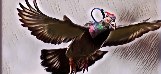 Deretan Hewan yang Dijadikan Intel, Selain Burung Merpati