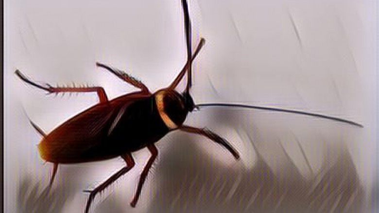 Sanksi Makan Kecoak Dari Perusahaan, Sadis Amat!