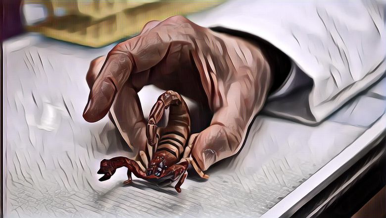 Cairan Termahal Di Dunia Ternyata Berasal Dari Hewan Berbahaya Ini, Nilainya Miliaran Rupiah!