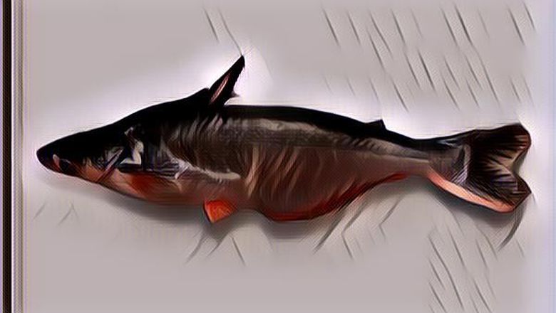 Kaya Akan Nutrisi, Berikut Manfaat Ikan Patin untuk Kesehatan