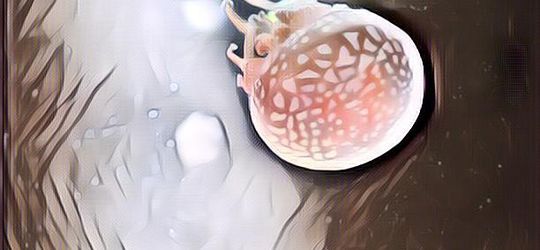 Menikmati Eksotisnya Ubur-Ubur di Seaworld