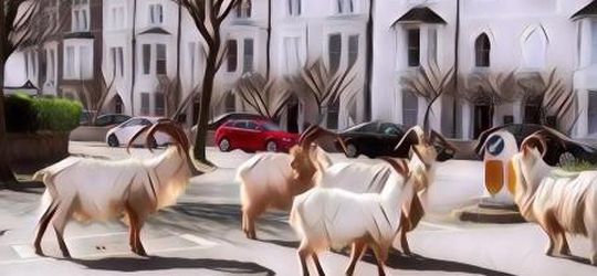 Efek Lockdown, Hewan-Hewan Liar Ini dengan Santainya Jalan-Jalan Di Kota yang Sepi