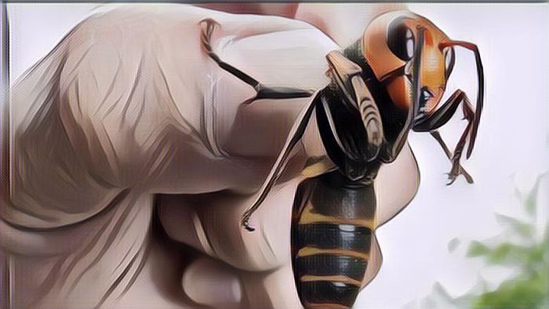 Bahaya Disengat Tawon Ndas Seperti yang Dialami pada Prajurit Kostrad TNI Saat Bertugas