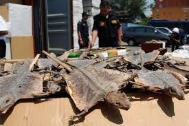 # Negara Pengimpor Tokek Indonesia