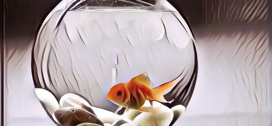 Pelihara 5 jenis Ikan Hias Ini Deh, Bikin Kamu Hoki~