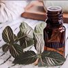 Berbagai Manfaat Peppermint Oil yang Enggak Banyak Orang Tahu, Wajib Punya di Rumah!