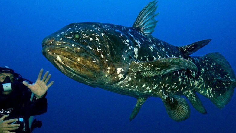 1. Ikan Coelacanth