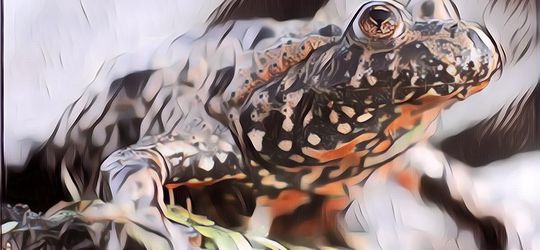 Ngeri! Ada Pasangan yang Jual Jus Katak, Alasannya Bikin Syok