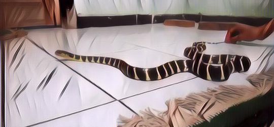 Melihat Ular Masuk ke Kamar Tidur, Ternyata Sebuah Pertanda untuk Kehidupan Seseorang