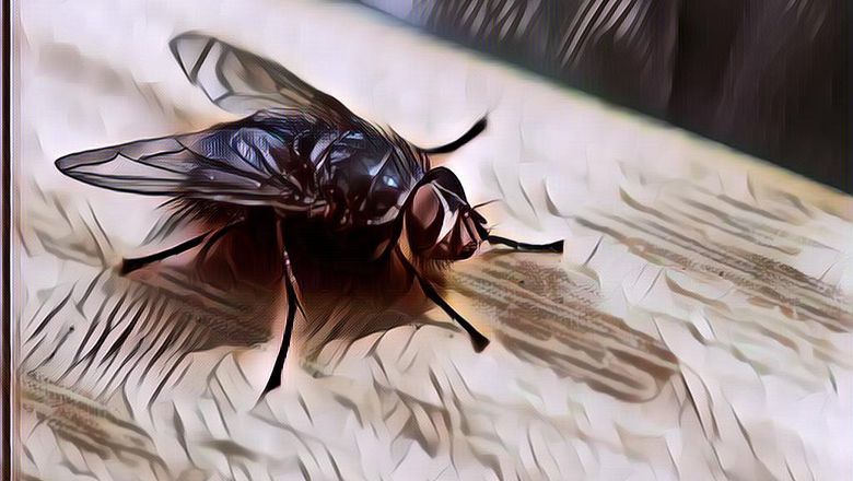Inilah Proses Metamorfosis Lalat yang Unik, Yuk Pelajari!