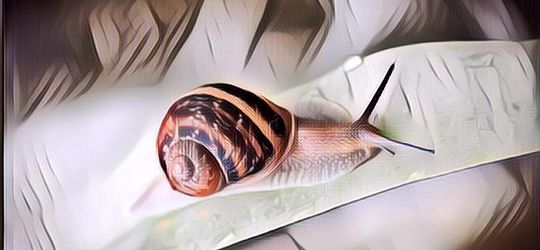 Bak Putri Tidur, Ternyata Siput Bisa Hibernasi Hingga 3 Tahun