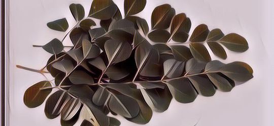 Manfaat Daun Kelor Bagi Kesehatan Tubuh, Efeknya Luar Biasa!