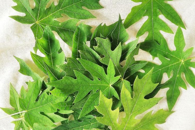 2. Kontrol Gula Darah