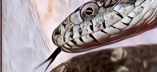 Gak Selalu Buruk, Begini Arti Mimpi Soal Ular dan Ular Berbisa