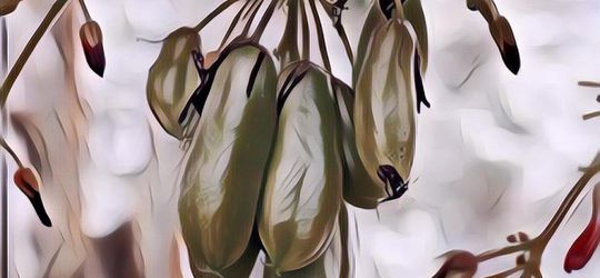 Bingung Cara Mengolah Belimbing Wuluh? Jangan, Ini 5 Resepnya