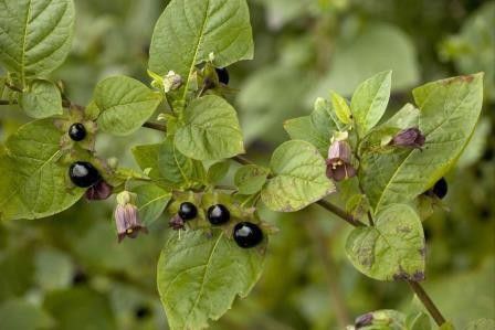 2. Atropa belladonna