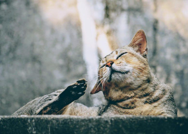 Malas main dengan kucing 