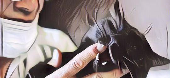 Mengharukan, Ada Pria Jepang yang Merawat Banyak Hewan yang Terdampak Nuklir di Rumahnya