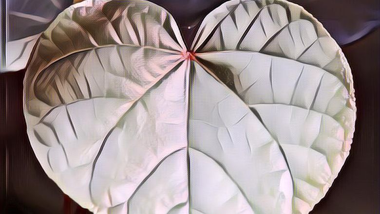 Manfaat Daun Binahong Merah dan Cara Menanam di Pekarangan Rumah, Kamu Tertarik?