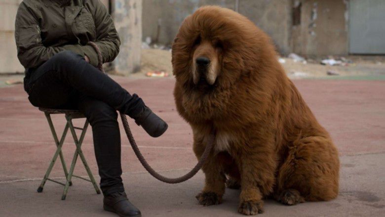 3. Tibetan Mastiff