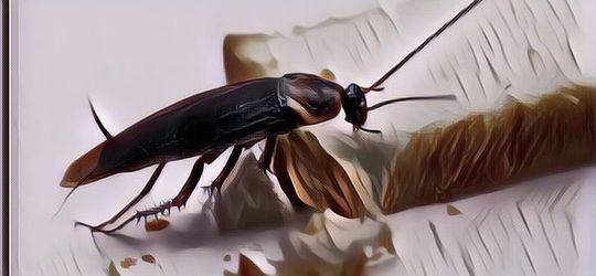 Pusing Mengusir Kecoa dari Rumah? Coba Pakai 5 Langkah Berikut Ini