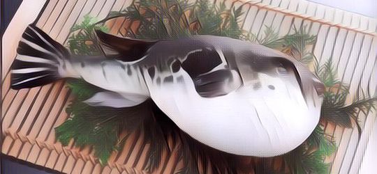 Waspada! Ini Daftar Makanan Yang Bisa Menyebabkan Kematian Jika Salah Olah, Nomor 5 Dapat Membunuh 30 Orang Sekaligus