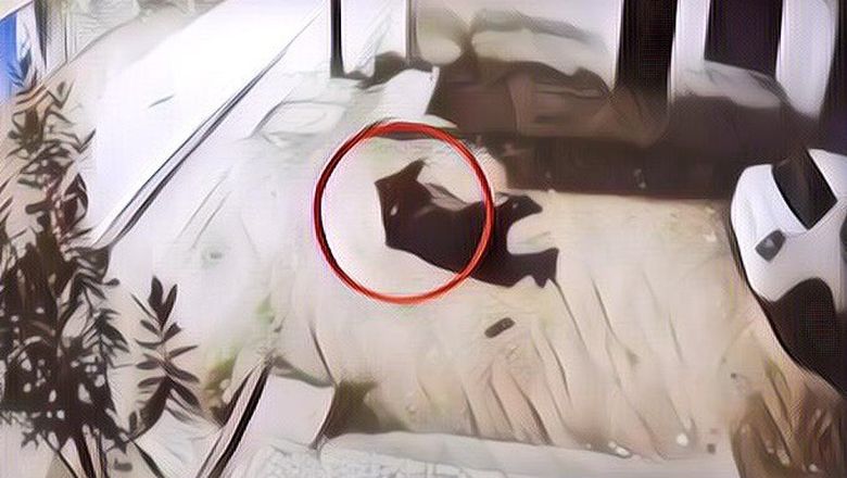 Terekam CCTV! Pria Ini Nekat Setubuhi 2 Ekor Sapi, Pelaku Disebut Menderita Kanker Hingga Sakit Jiwa