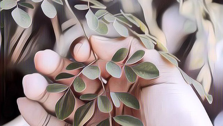 Lebih Hebat dari Bayam, Berikut Segudang Manfaat Daun Kelor untuk Kesehatan