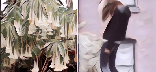 Kecubung: Tanaman Berbahaya yang Sering Disalahgunakan Anak Muda