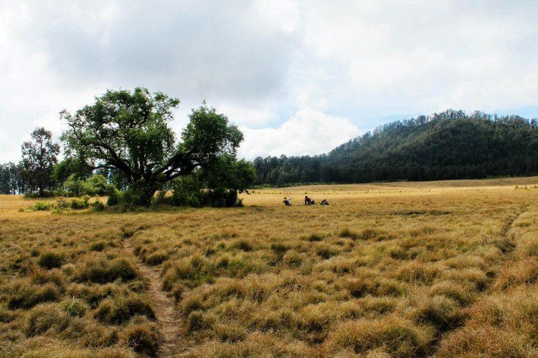 2. Padang Savana Cikasur - Gunung Argopuro