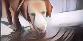 2. Kucing dan Anjing punya cara minum yang sama