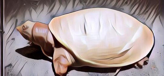 Deretan Mitos tentang Memelihara Kura-Kura, Bawa Keberuntungan