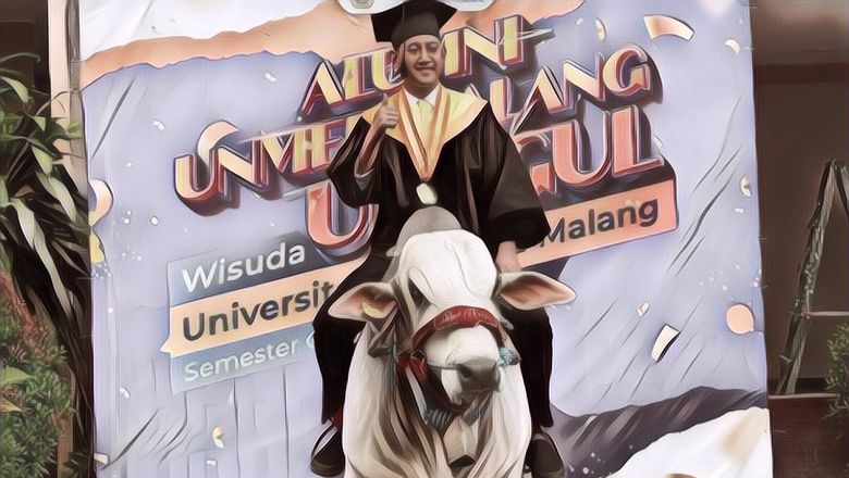 Viral Ada Mahasiswa Pas Wisuda Bawa Seekor Sapi, Ternyata Ini Alasan Dibaliknya