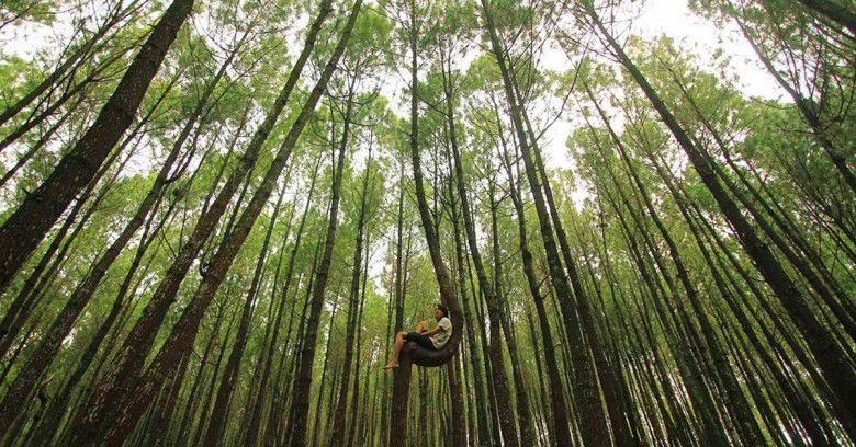 1. Hutan Pinus Kayon