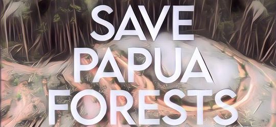 Korea Selatan Diketahui Sengaja Bakar Hutan Papua untuk Perluasan Lahan~