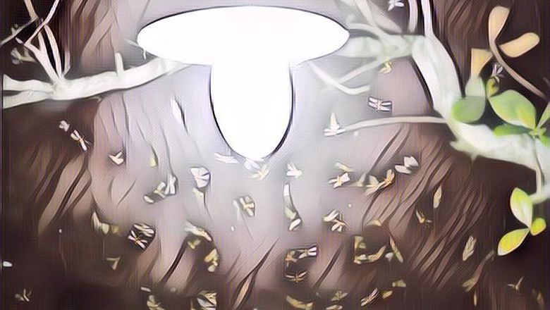 Kenapa Laron Suka Cahaya Lampu dan Melepaskan Sayap? Ini Fakta Unik Laron!