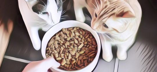 Lucu Banget! Pria Ini dengan Santainya Berbagi Makanan Sama Kucing Liar, Aksinya Malah Bikin Warganet Meributkan Hal Ini