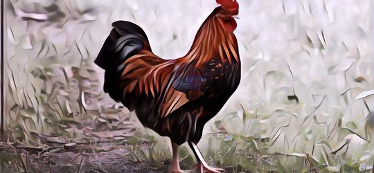 Seekor Ayam Jago Menang di Pengadilan Lawan Manusia, Kok Bisa Ya?