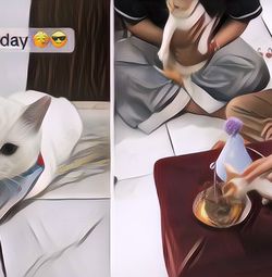 Lucu Banget! Ada Pesta Ulang Tahun Kucing, Tamunya yang Juga Kuncing dapat Bingkisan