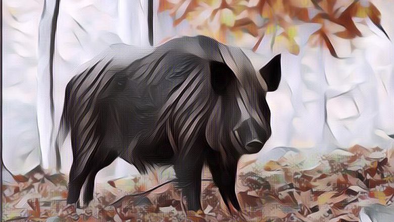 Babi Hutan Asal Indonesia Serbu Malaysia