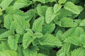 4. Lemon balm