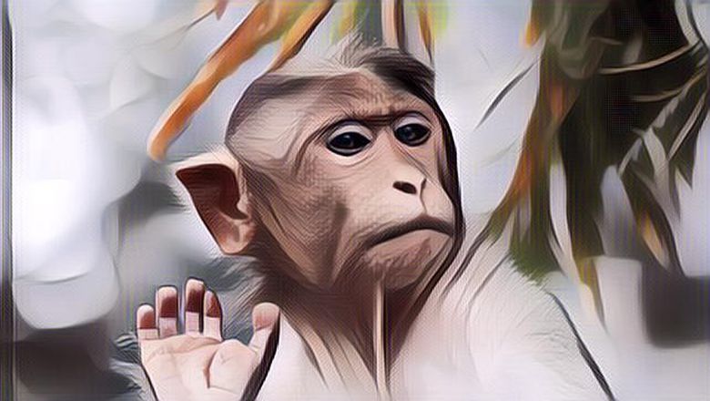 Enggak Selalu Buruk, Ini Lho Arti Mimpi Monyet yang Bikin Penasaran