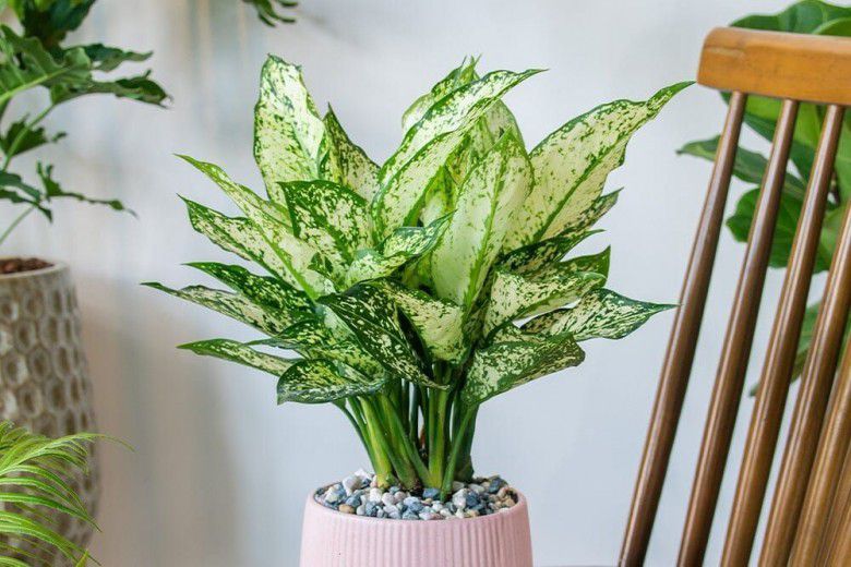 4. Aglaonema